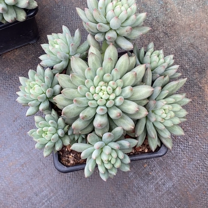 静****岩字手捧花旺财旺财