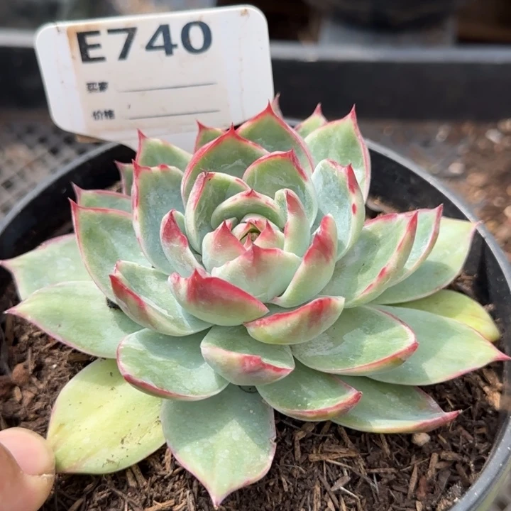 惊鸿一物一拍包装收缩花旱740