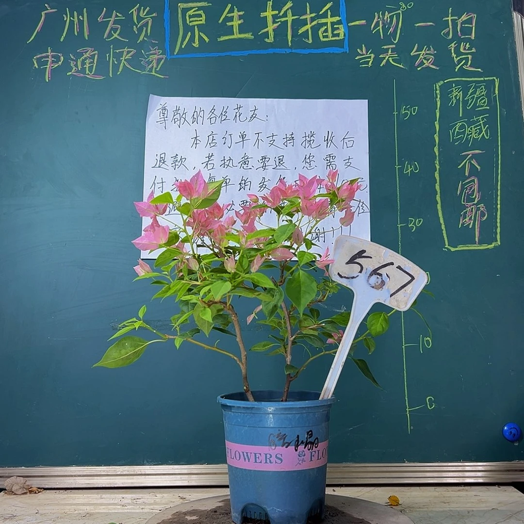当前无花栽培后可以开花 双杆 暗斑水晶 567