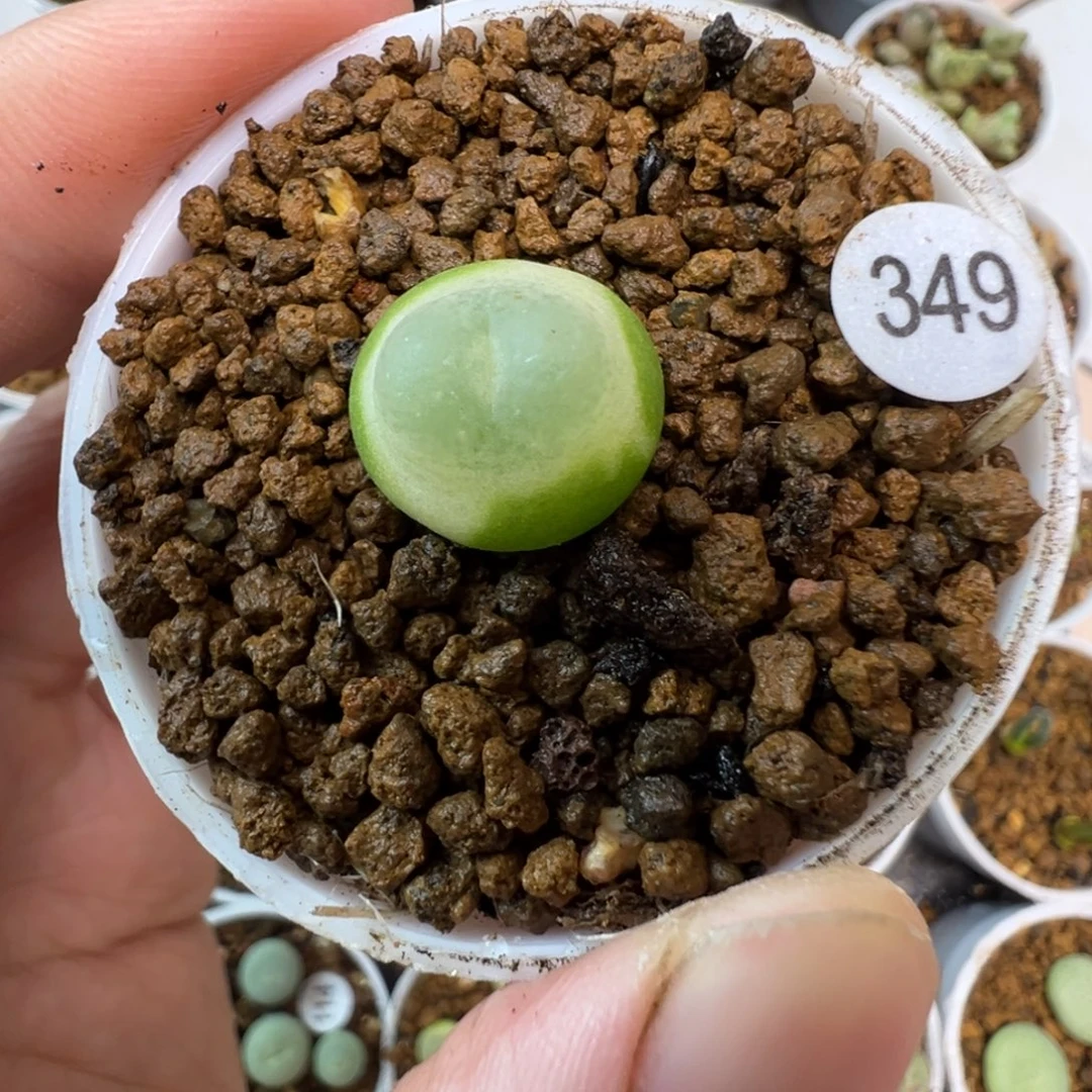 拉登一颗脱土3490000