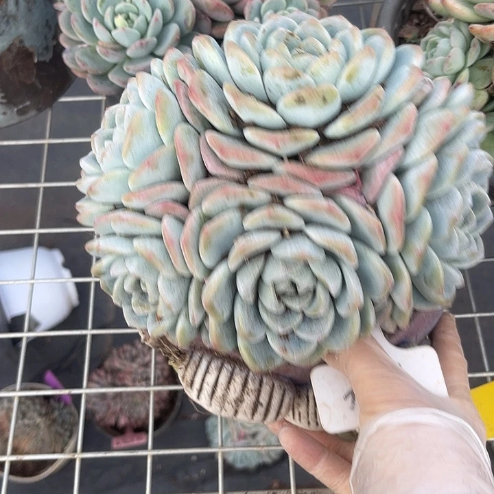 两单包邮，一物一拍324冰玉