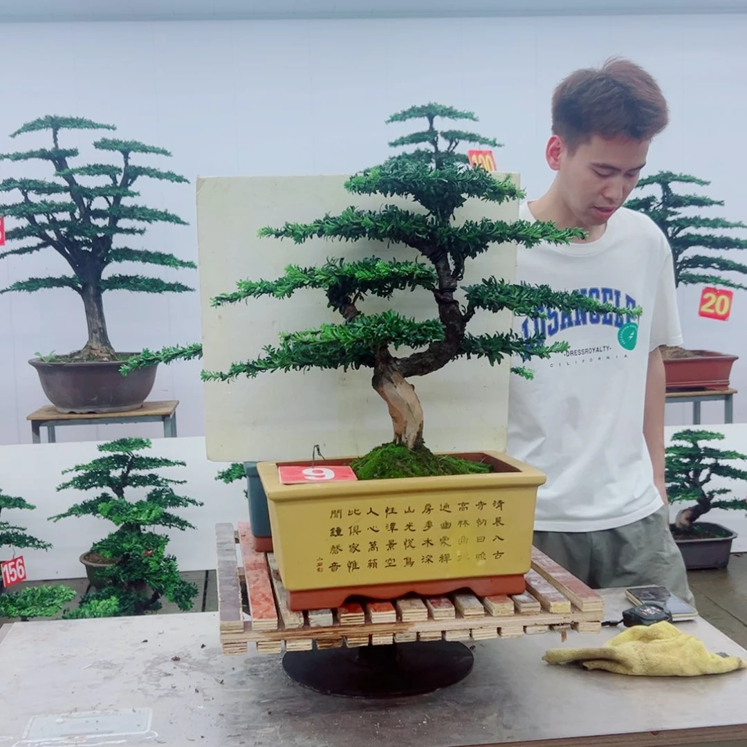 无花朵罗汉松盆景造型树形象设计作品