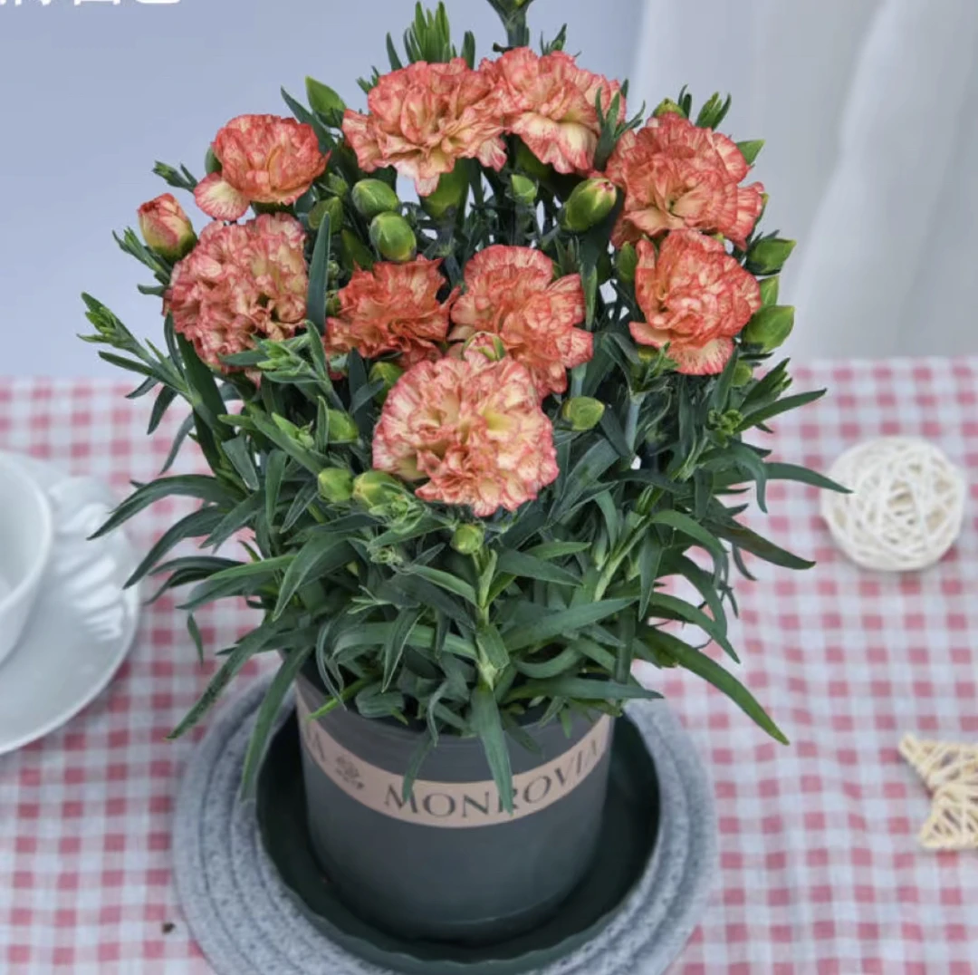 梦幻橙康乃馨盆栽带花苞重瓣花苗室内外花卉好养易活四季带加仑盆