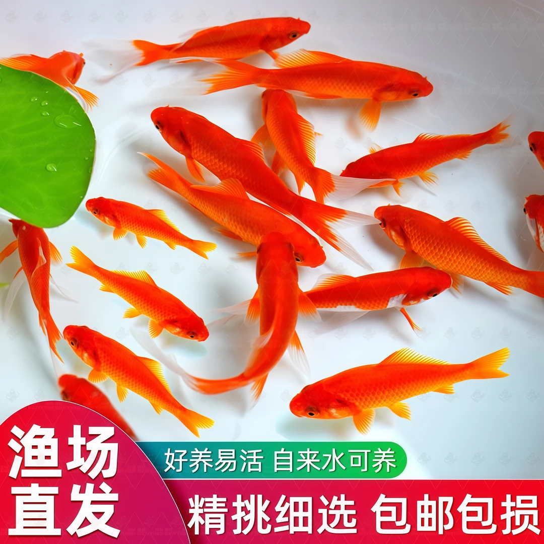 红金草金鱼活体鱼锦鲤观赏鱼淡水冷水小型鱼苗群游耐活好养自来水