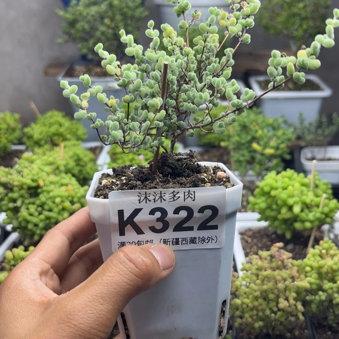 322莱斯枝干番杏哦