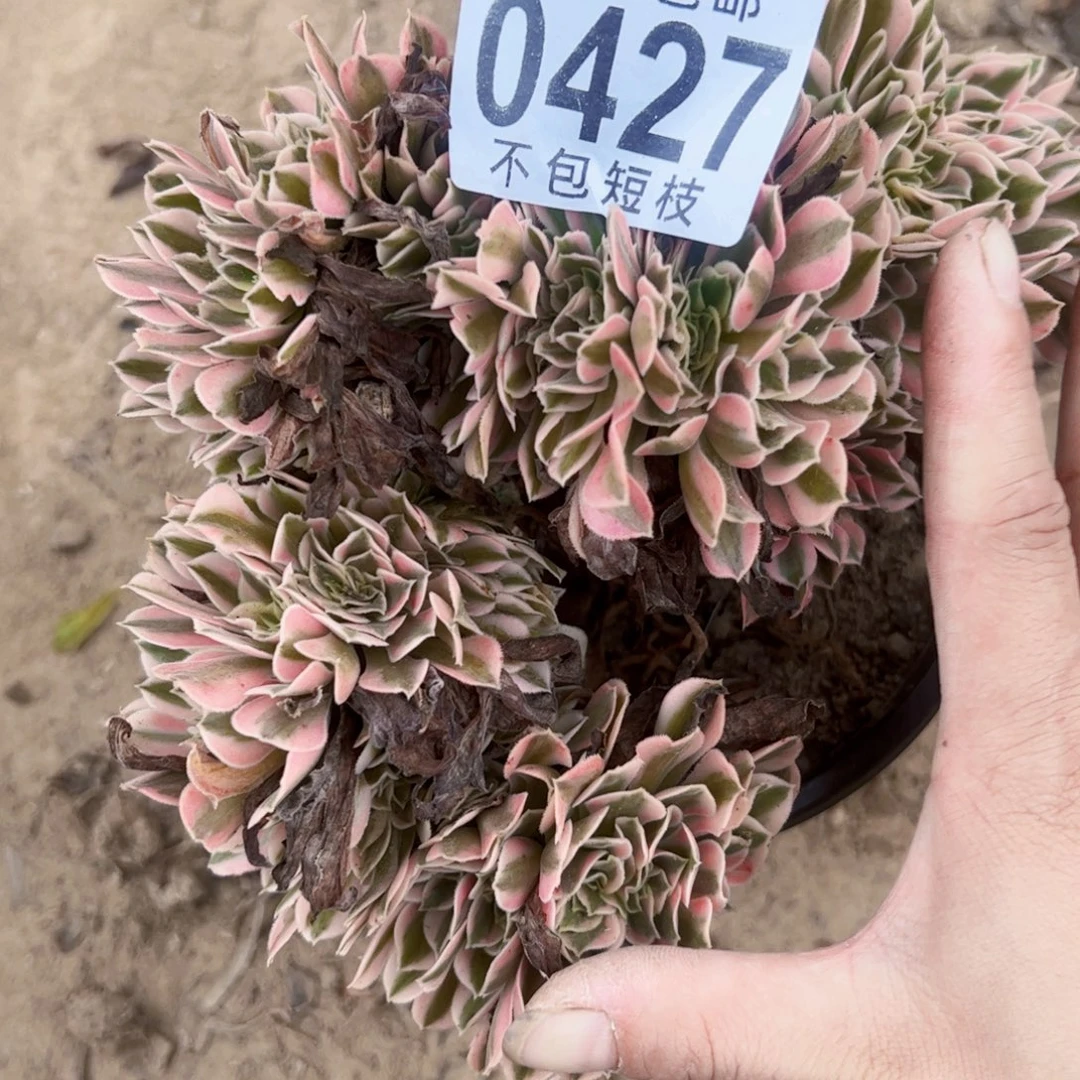 0427女郎缀多肉植物法师