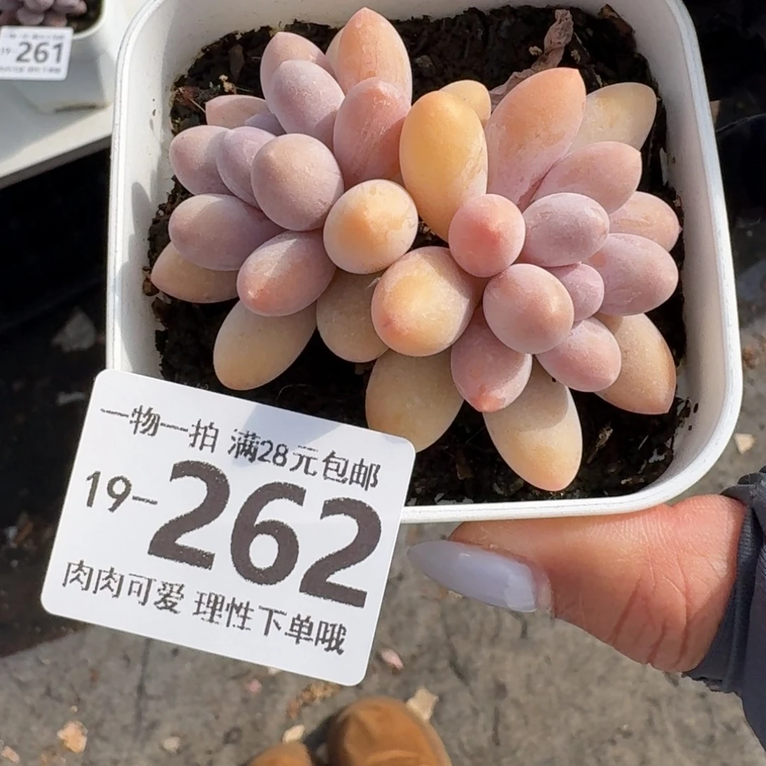 汤圆无盆土发货无盆土发货无