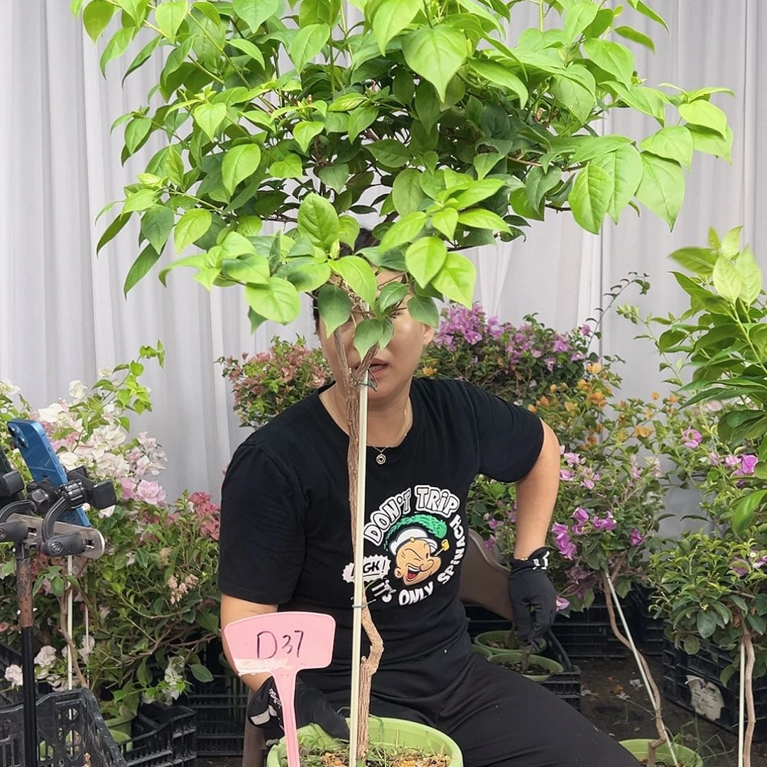 至***上当前无花栽培后可以开花D37苏瓦娜
