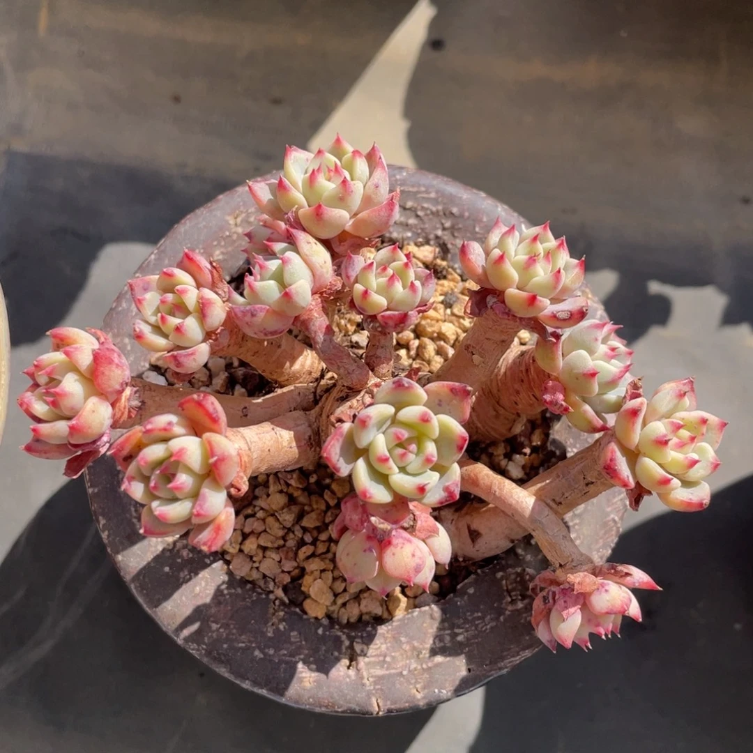 娜娜整装无砍带盆