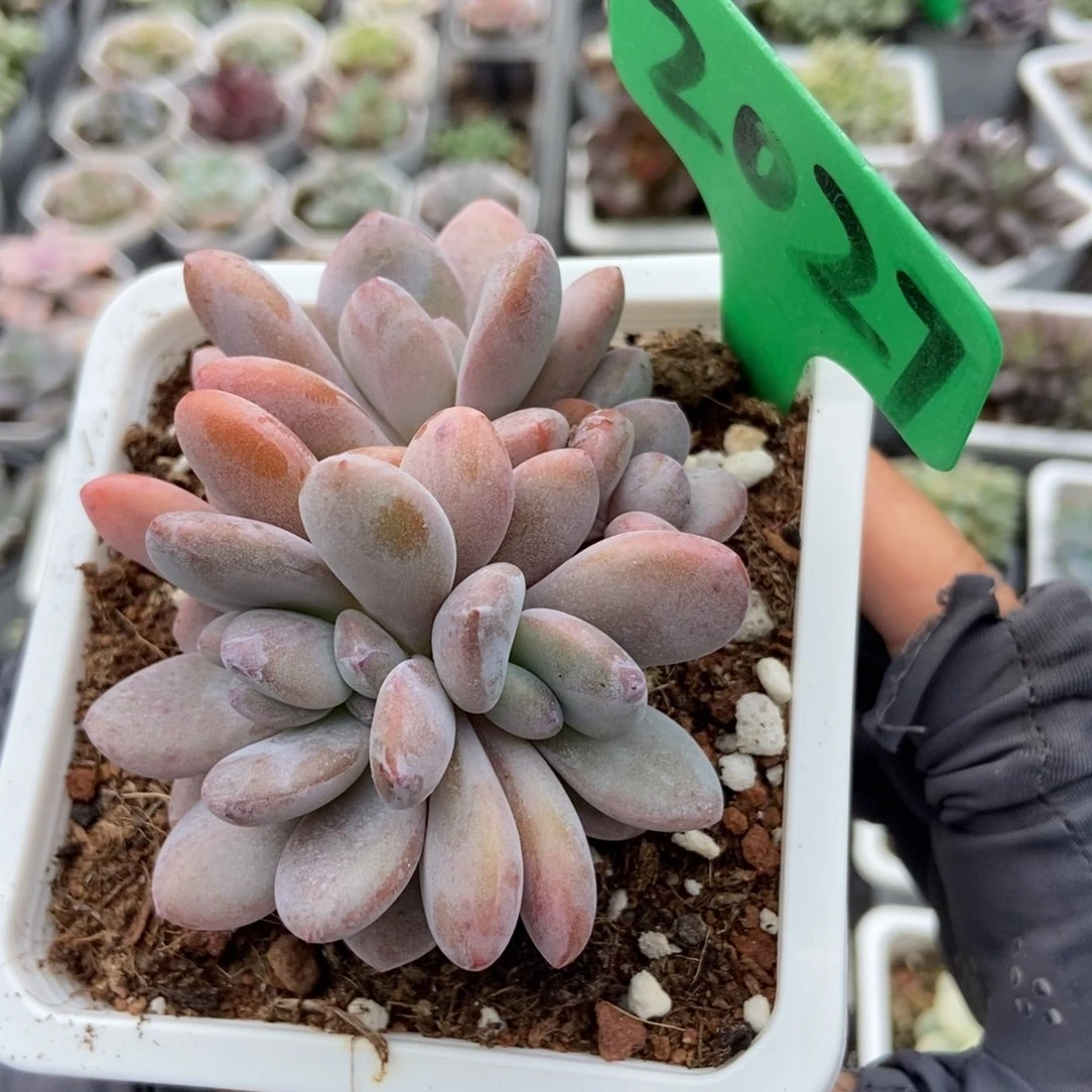 2027粉兔多肉植物