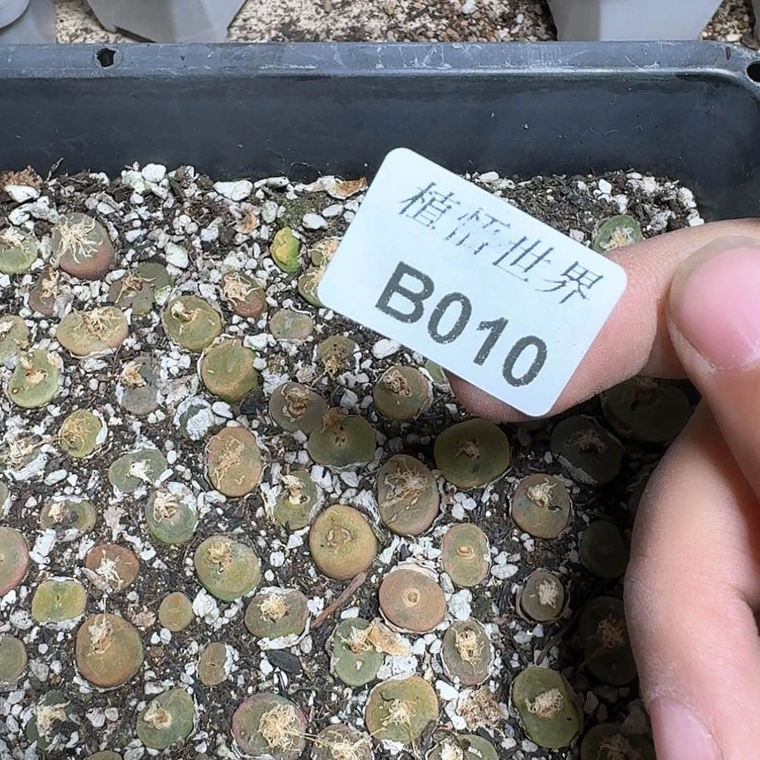 1颗一组量拍多肉植物多肉植物