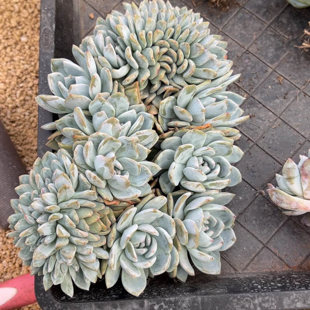 肉*子肉圆子专拍星影缀