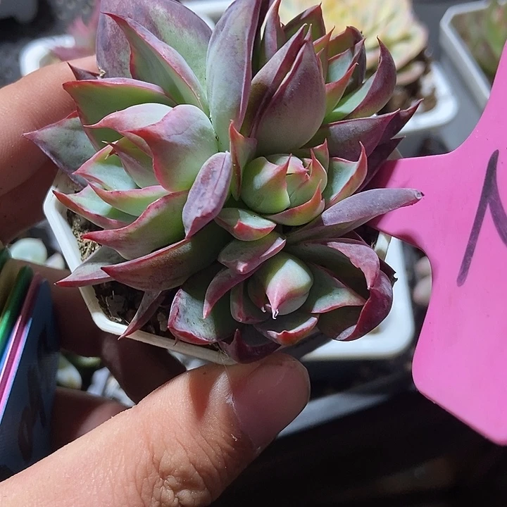 多肉植物惊鸿2多肉