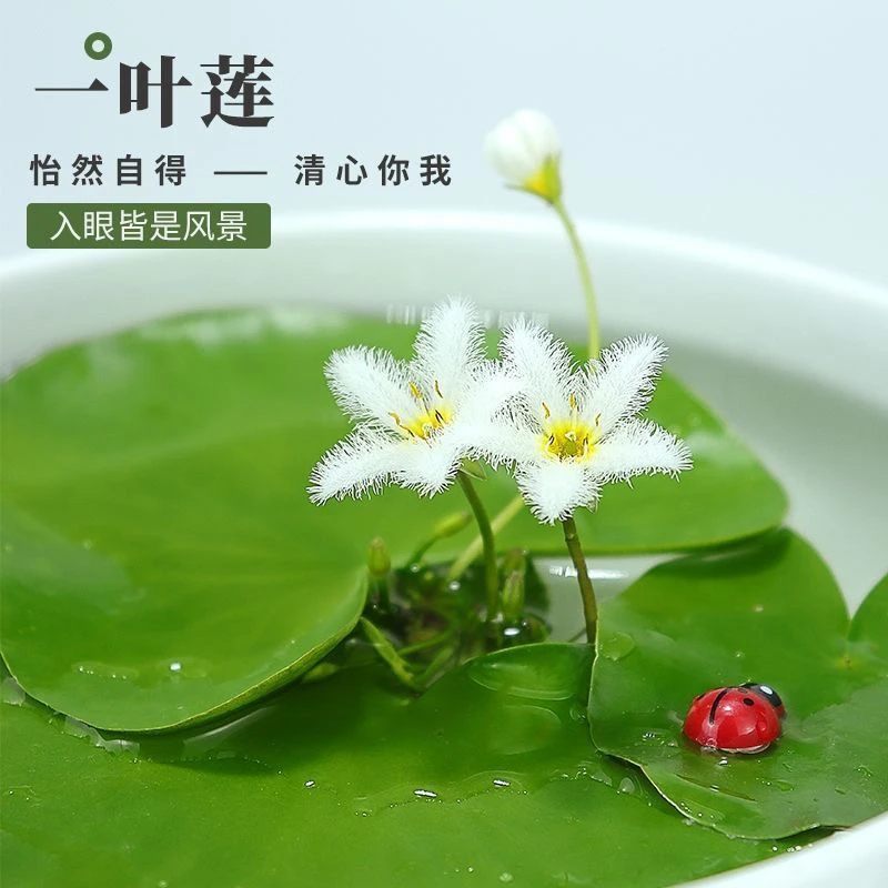 一叶莲碗莲水培植物室内四季常青花卉多年生净化水质除甲醛水莲花