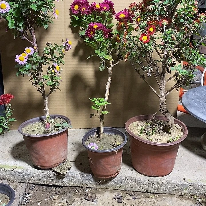 生***甜完全开放盆景菊花了