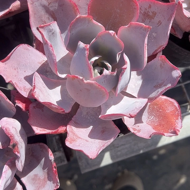 晚霞大单头多肉植物