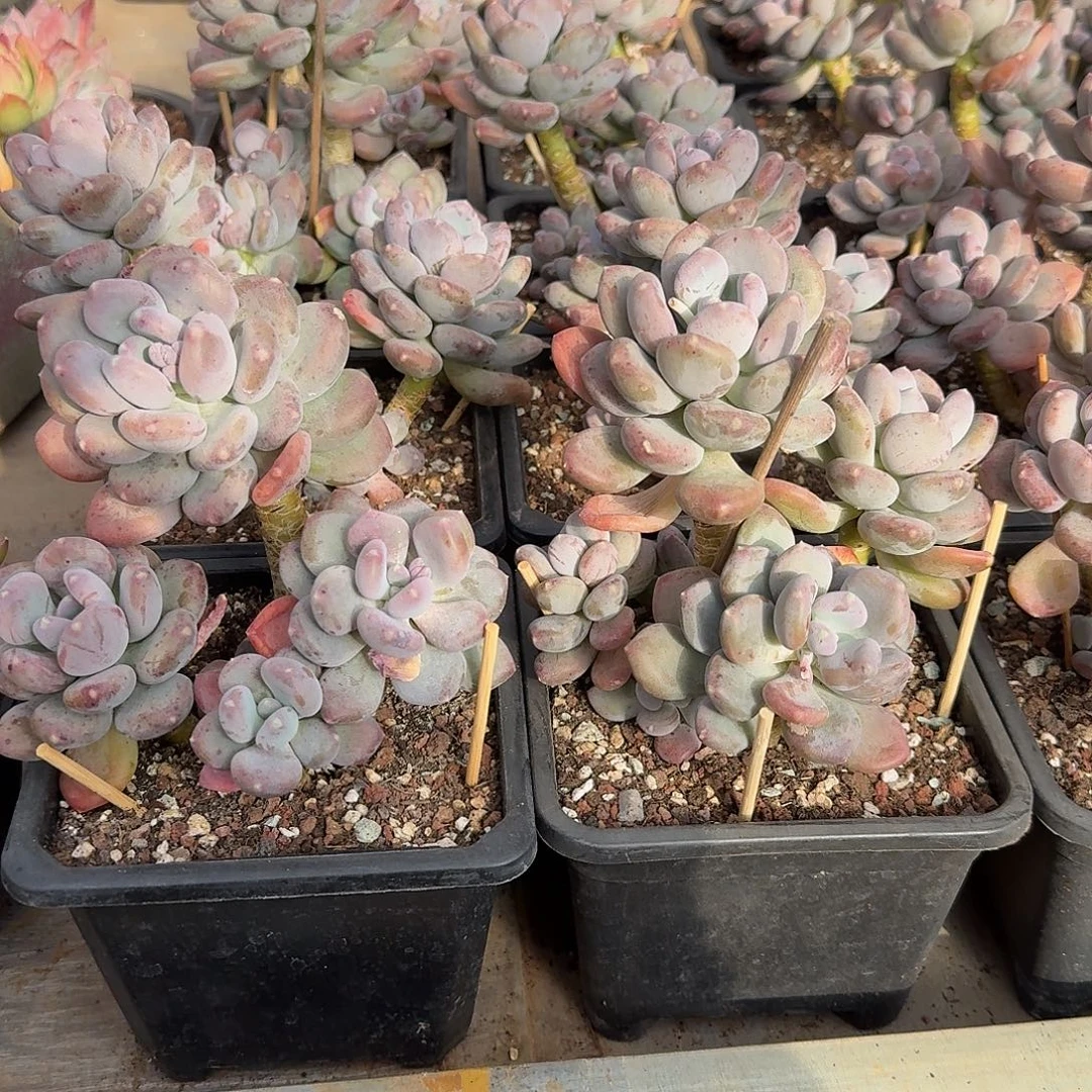 咖啡美人整无砍小老桩多肉