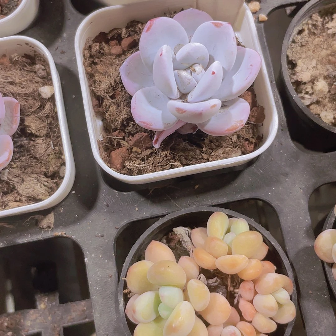 ㋛***儿雪莲w078一物一拍