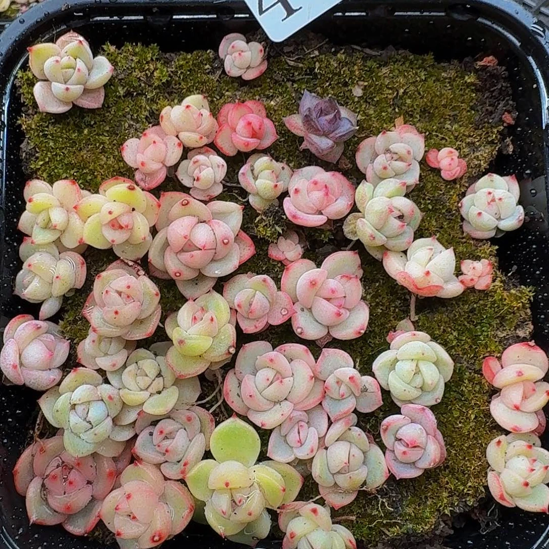 多肉植物多肉植物429