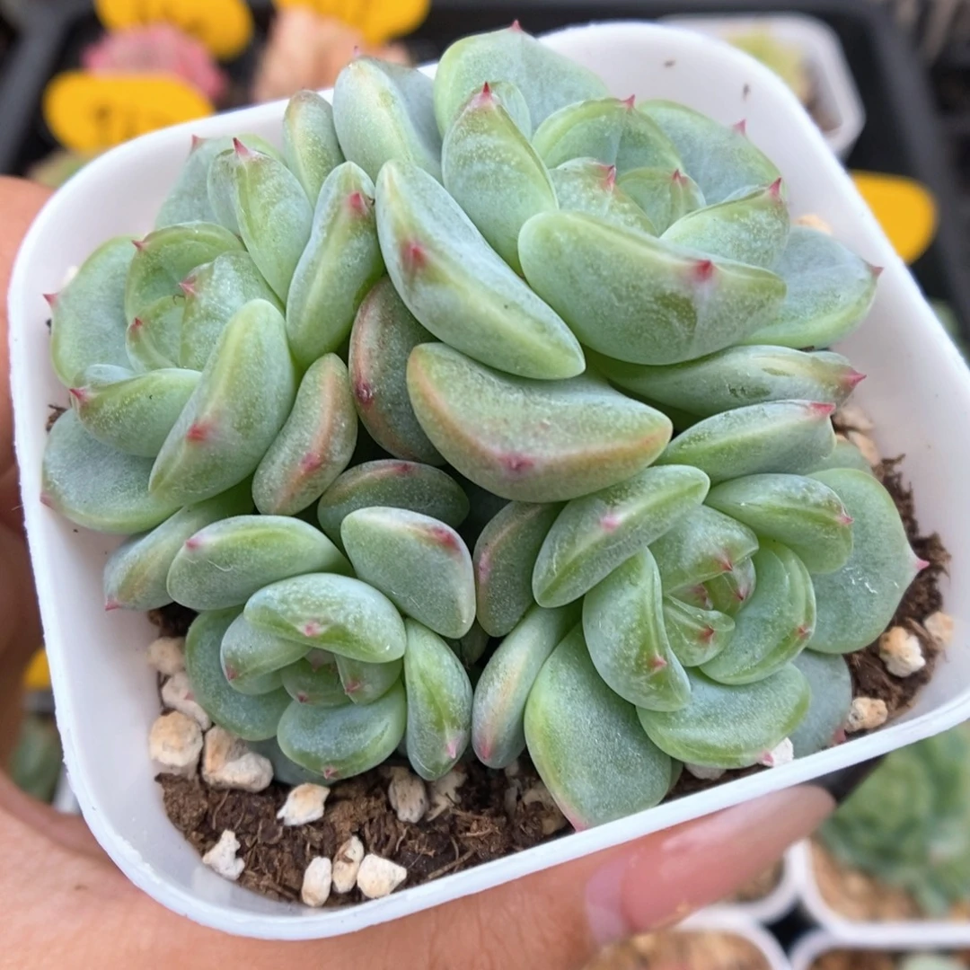 甜心3000群生可拍860号