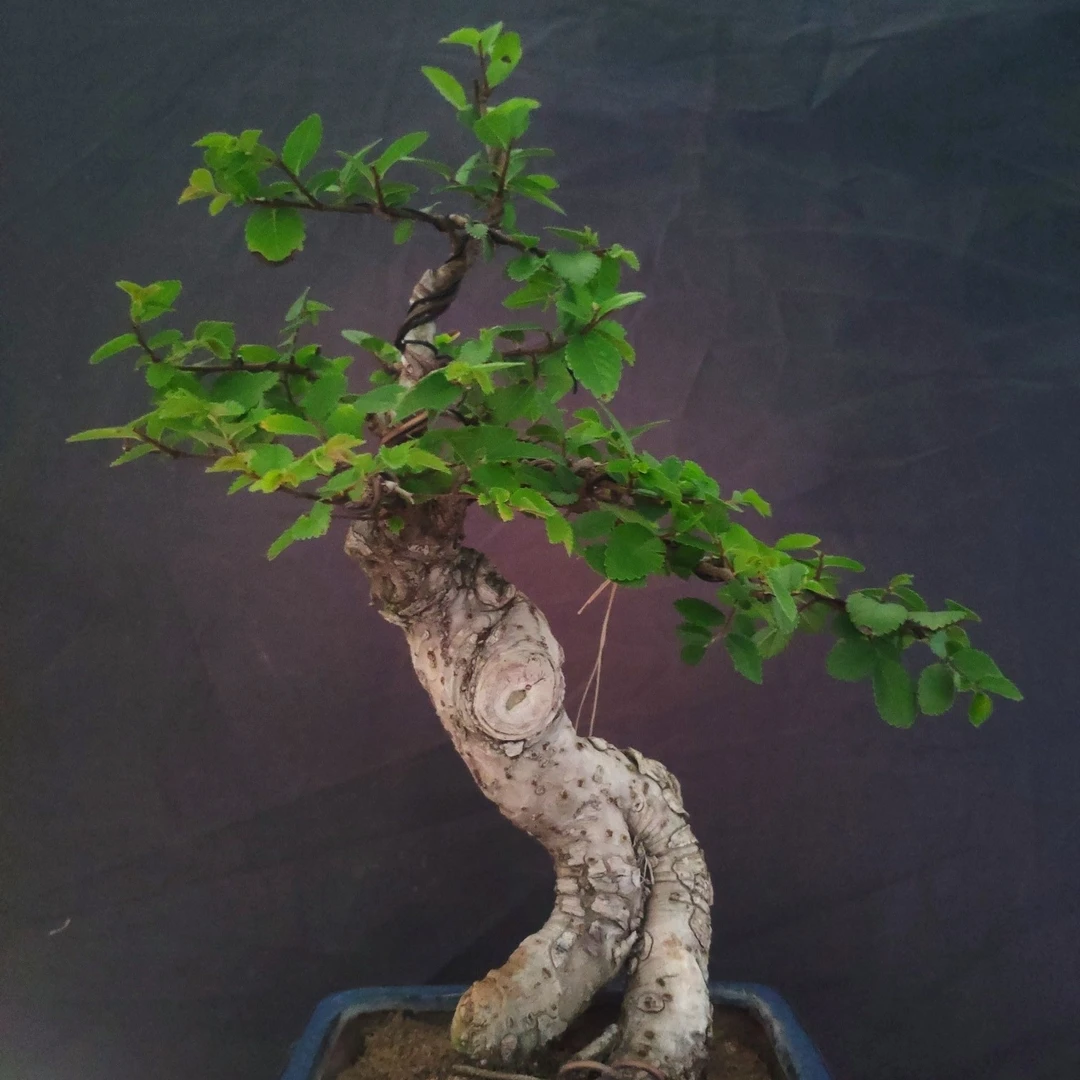 小叶水杨梅黄栌石楠花红芽唐枫，三角枫蓝花楹六月雪盆景室内盆景