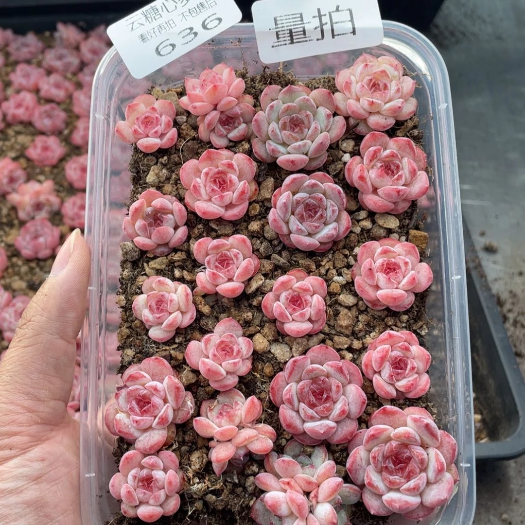 云糖心多肉植物636
