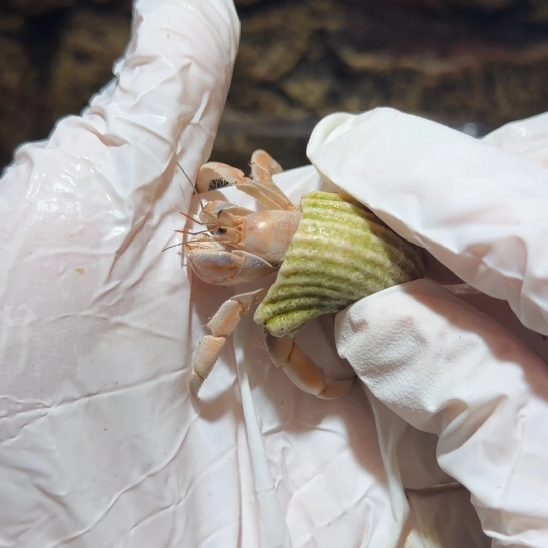 7号 王开心专拍哇哇哇