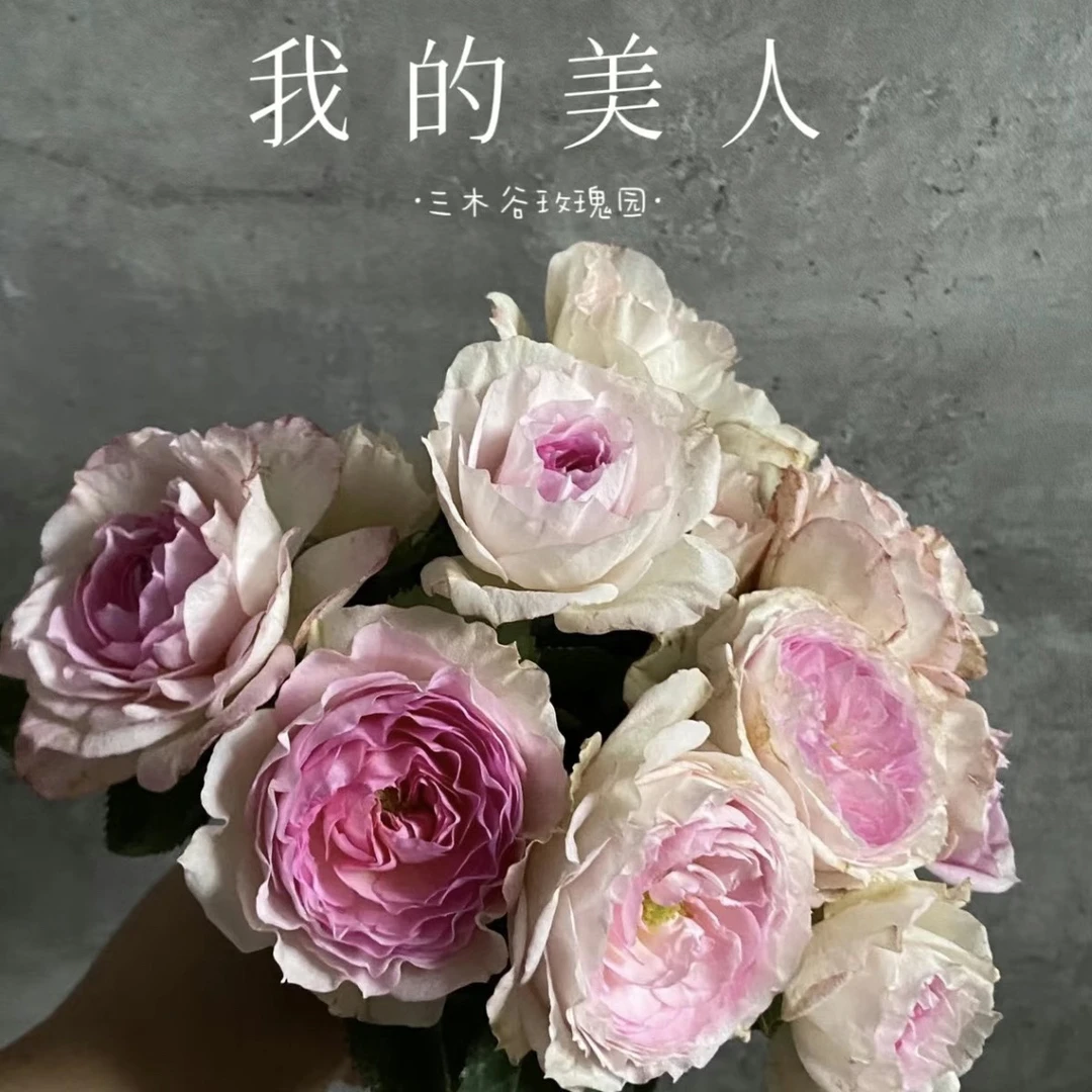 【我的美人玫瑰月季室内外树苗绿植物开花阳台庭院四季