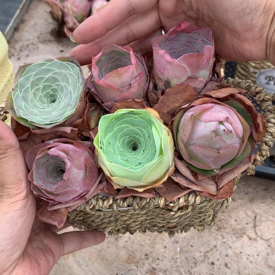 一篮粉色山地玫瑰量拍