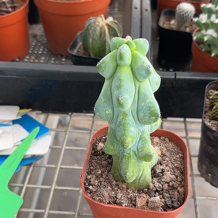 我也不知道我为什么要