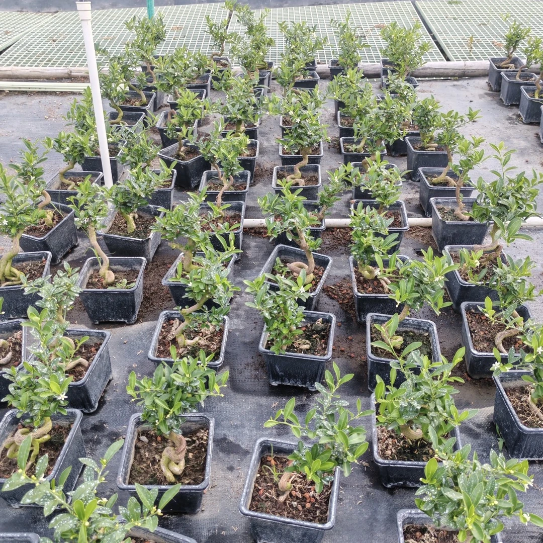 直播间一物一拍，盆栽绿植