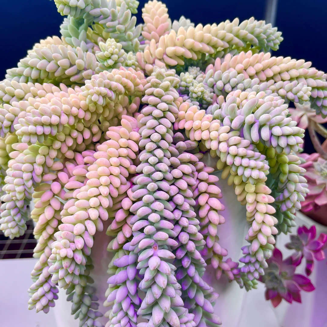 彩虹玉坠  带盆带土发多肉植物 新手好养 好养室内外