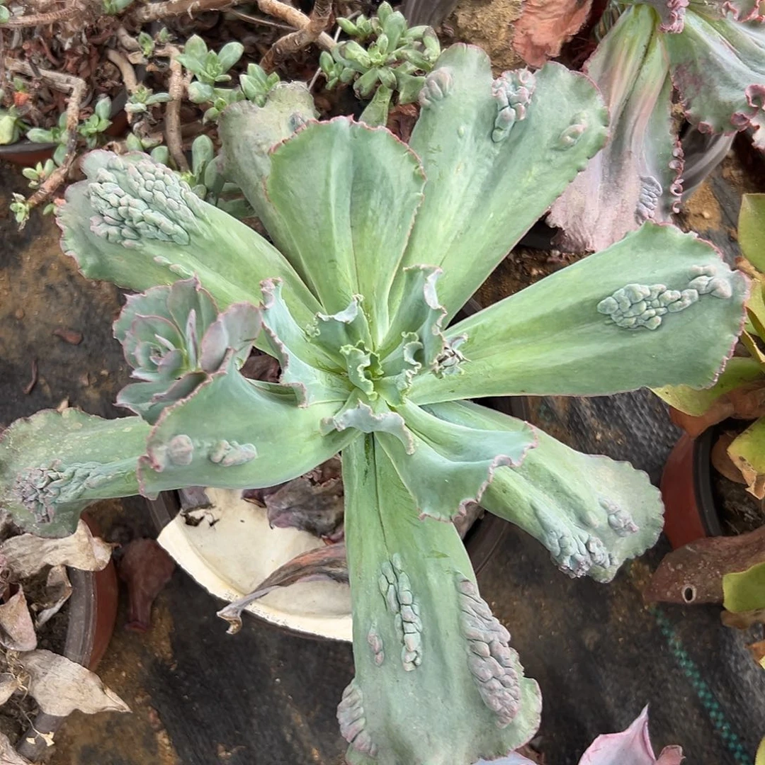 多肉植物狂野男爵