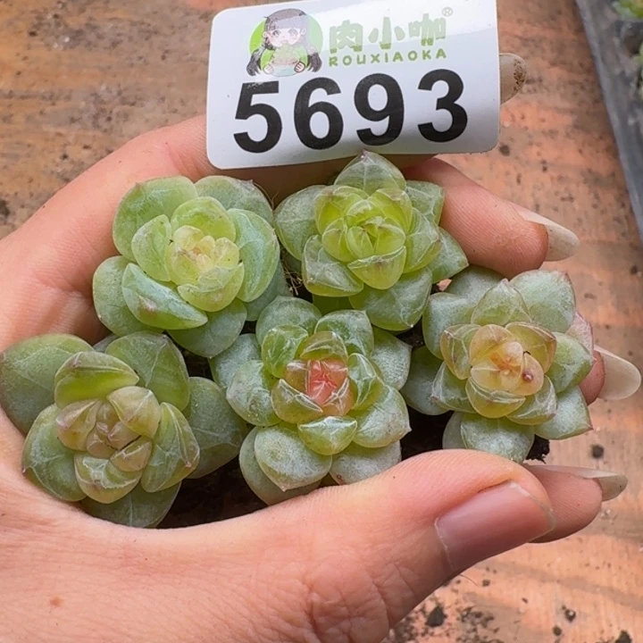 多肉植物多肉植物