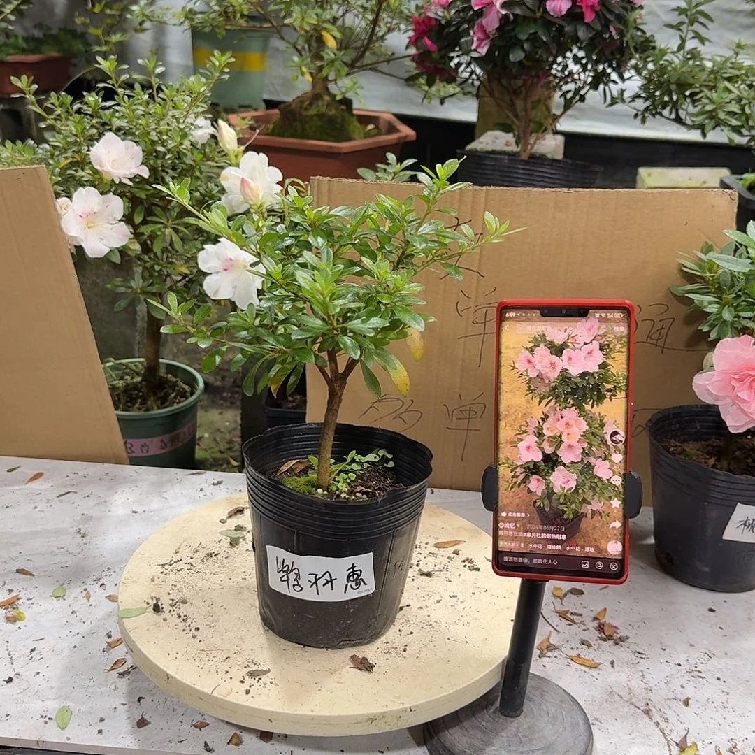 全部花苞鸨羽惠必须杜鹃花