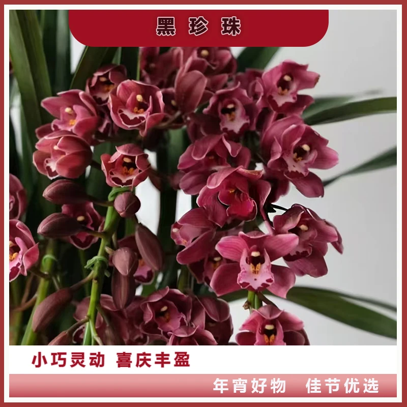 【黑珍珠】酒红色蕙兰基地直发室内好养带花苞高颜值年宵花 5枝剑起