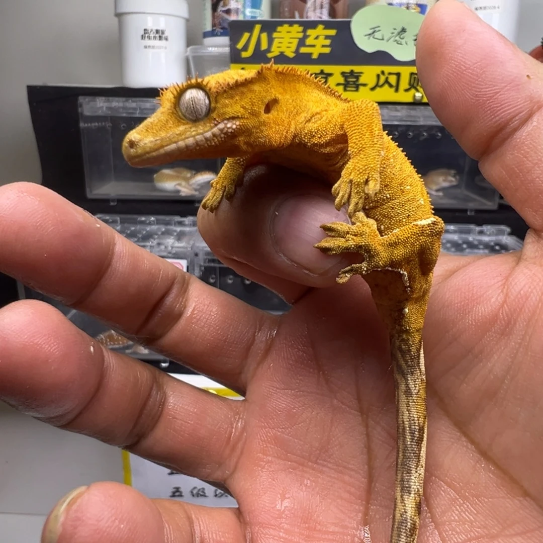 睫角守宫黄底双色波点