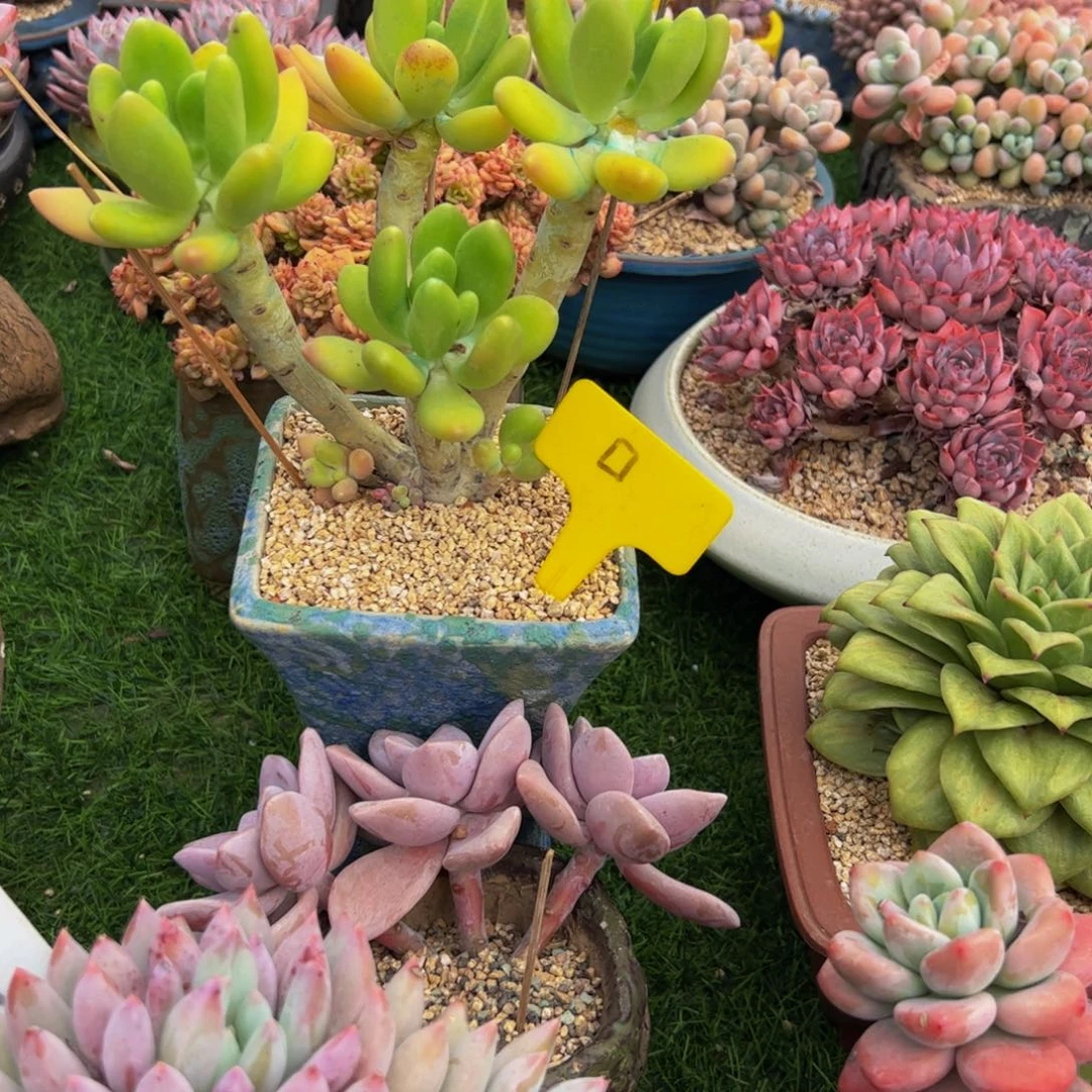 小**?小老桩金蟾多肉植物
