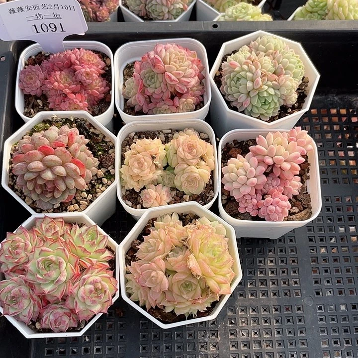 薇薇安园艺多肉1091