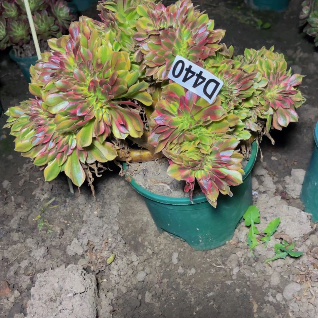 红袖法师28/31瑕疵包邮