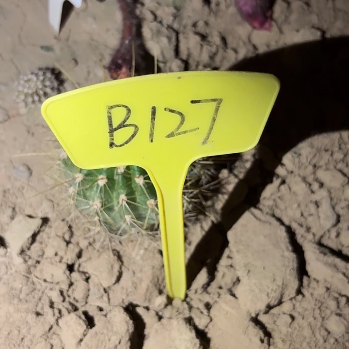^****%B127,大仙女瑕疵歪头
