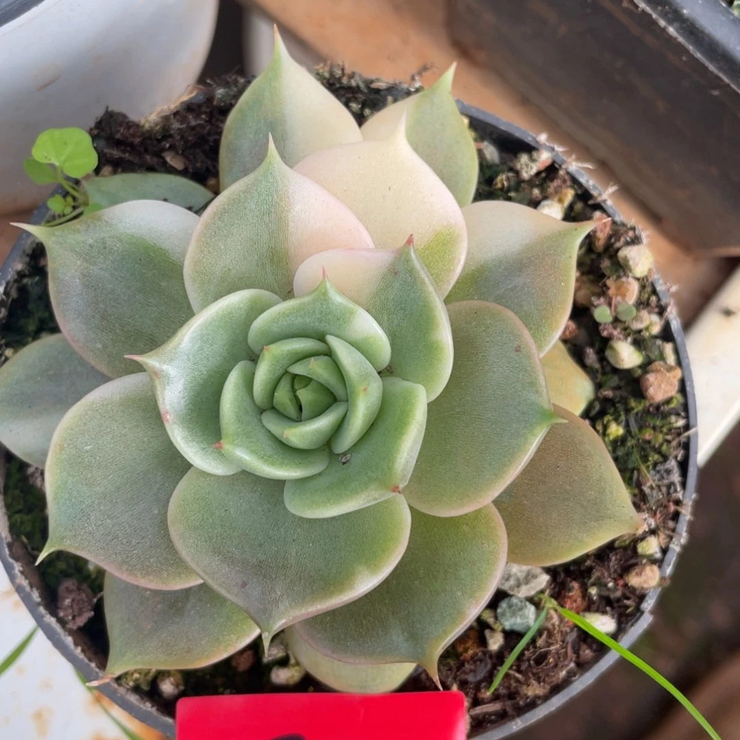 多肉植物多肉植物2511