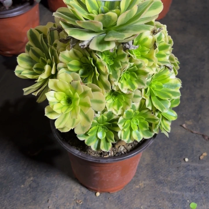 瑞妈，，，，，，，645金丝翡翠，