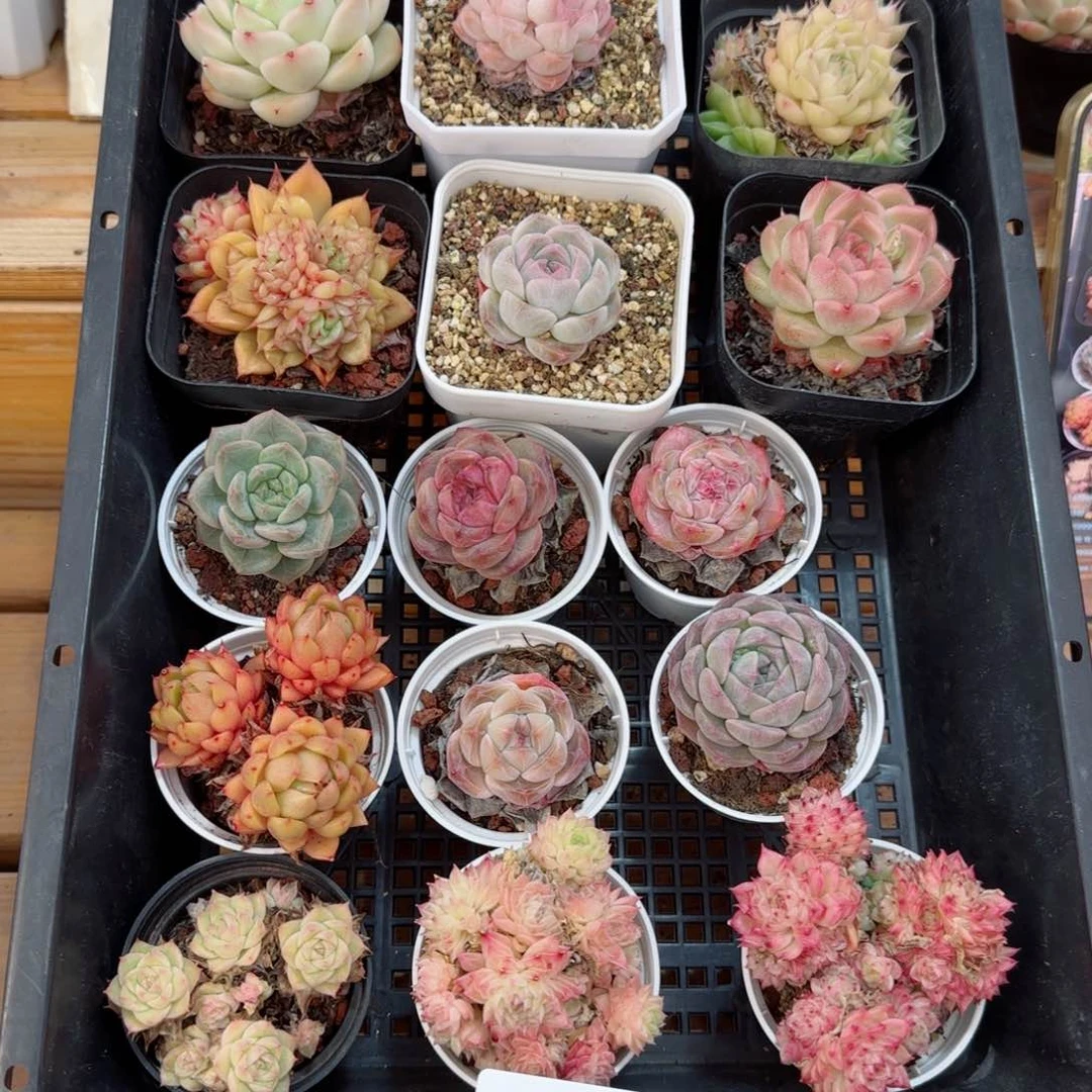 框拍框拍0306-42