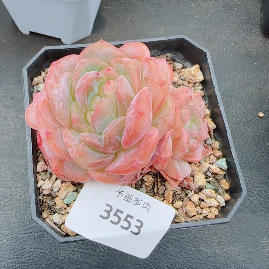 冰魄石化，3553多肉植物
