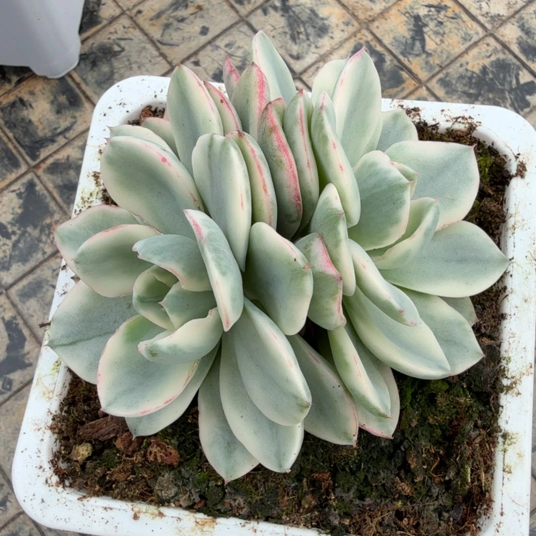 奶油黄桃锦锦上园艺一物一拍