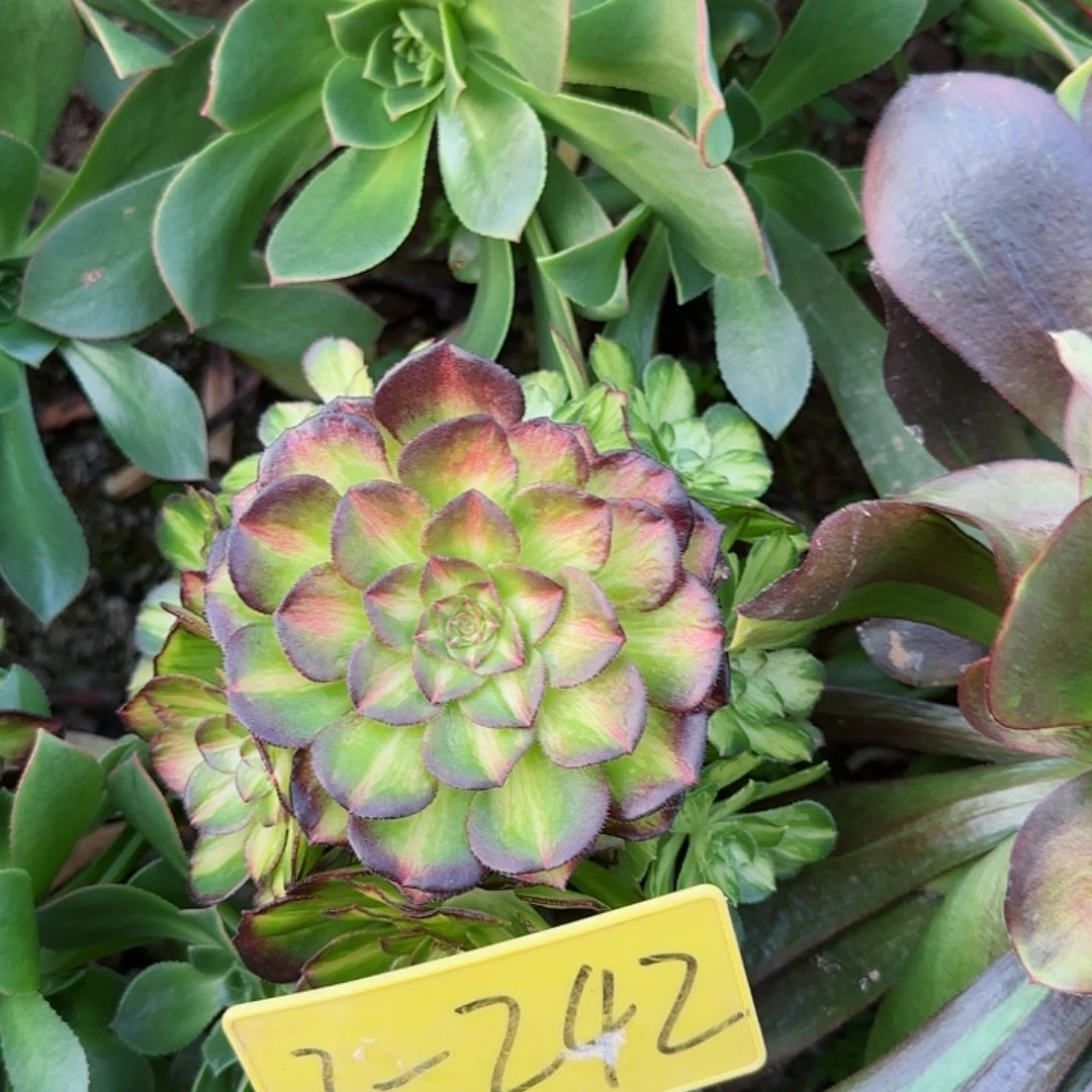 3-242+--多头多肉植物