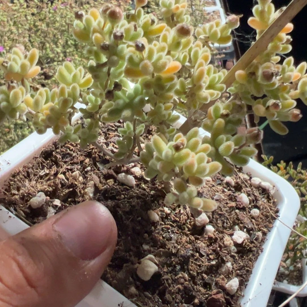 冰紫10白方老桩福利