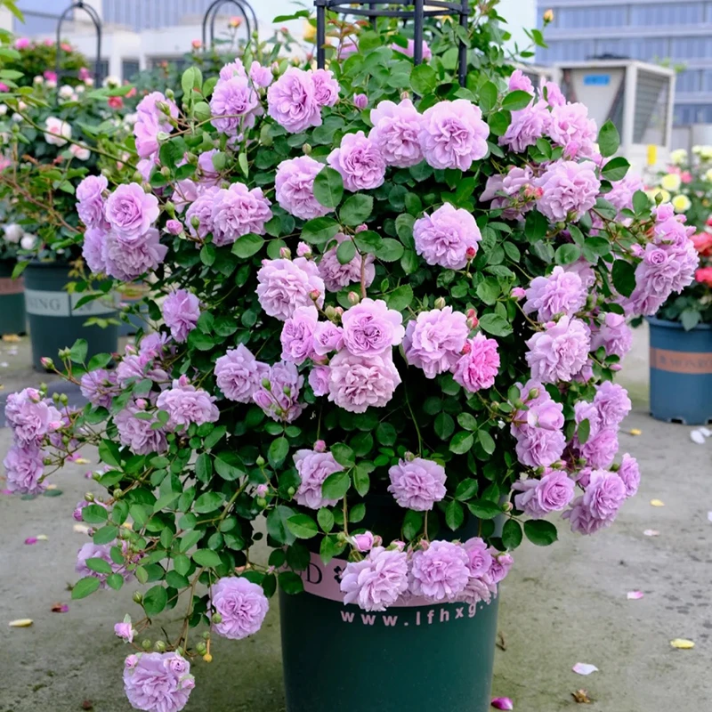 蓝色阴雨爬藤月季花苗藤本植物阳台庭院蓝紫色花浪漫露天大苗