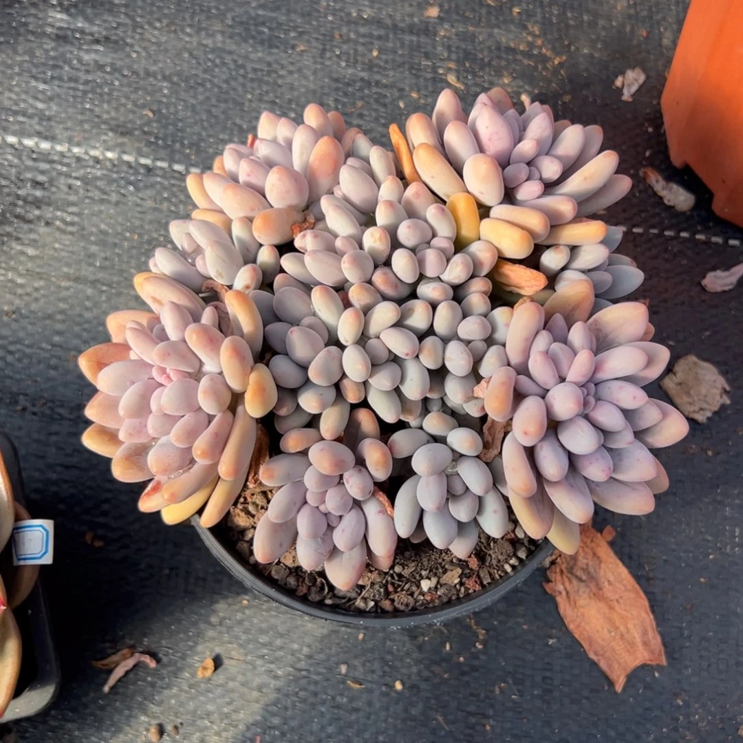 多肉粉色恋人【非偏远满18包邮】